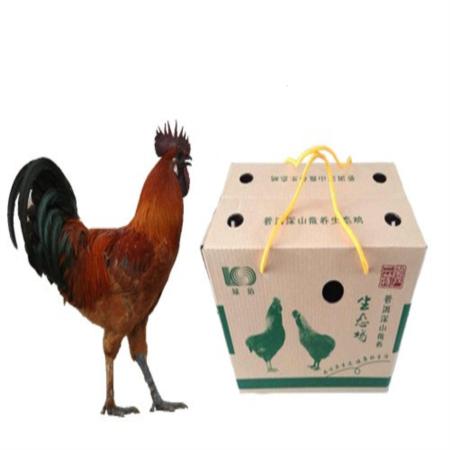 绿佰 — 七彩山珍鸡