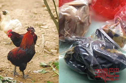 绿佰 — 七彩山珍鸡