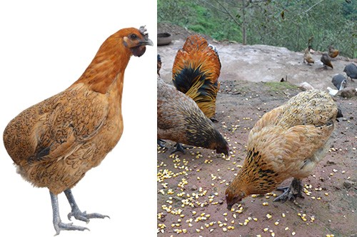 绿佰 — 七彩山珍鸡